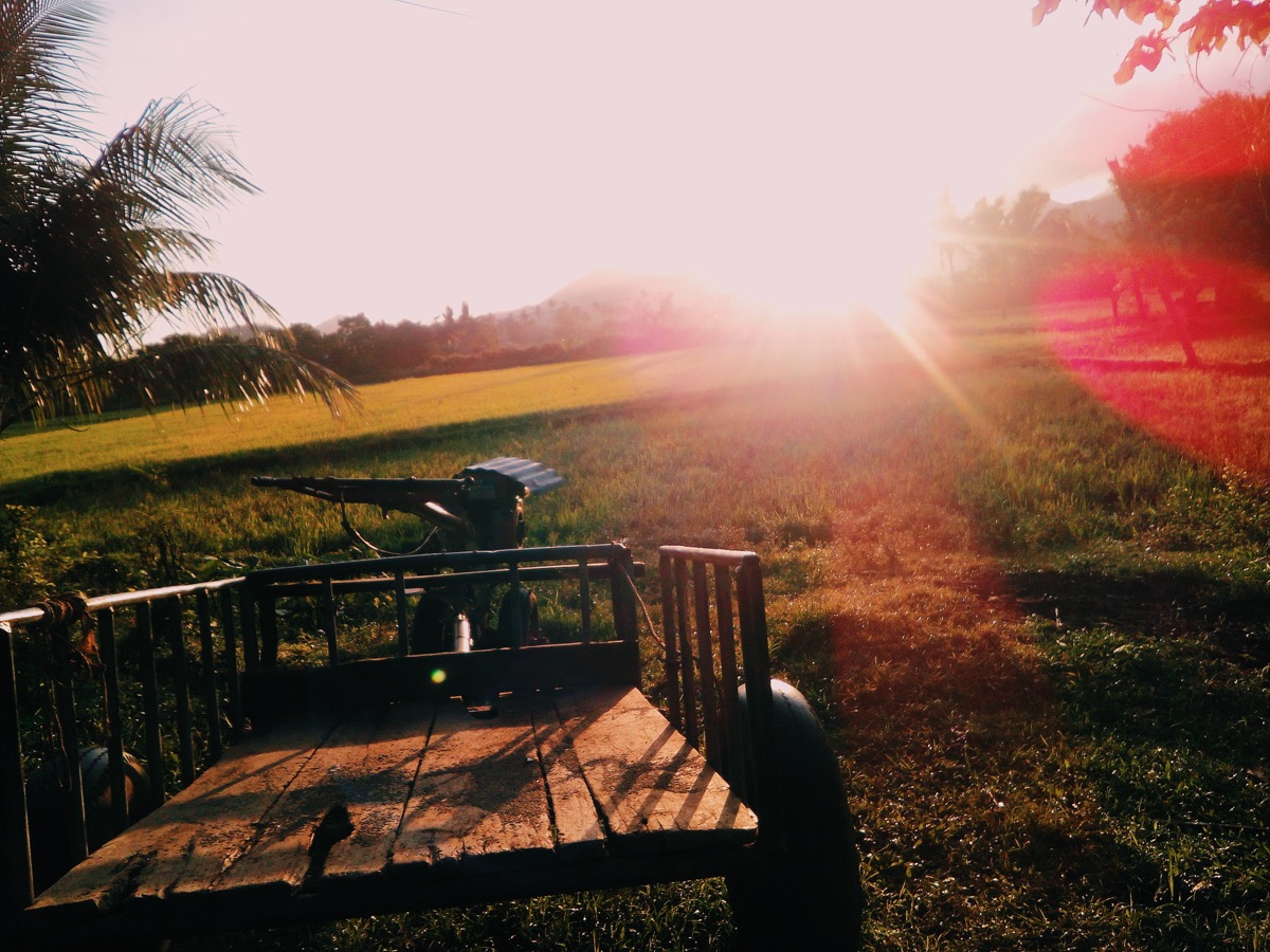 Sunrise over a rice paddy field in Capiz, Philippines
